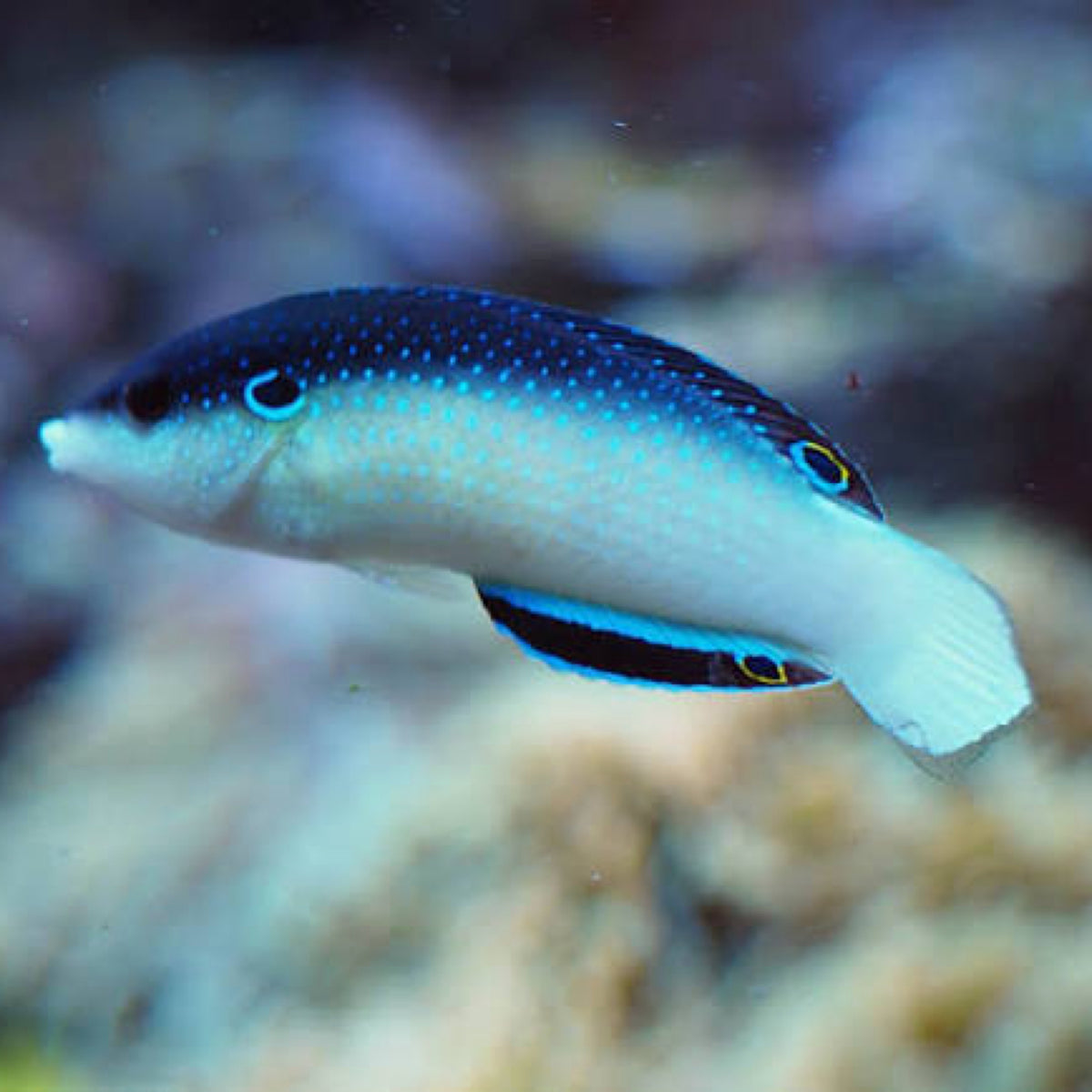 New Guinea wrasse