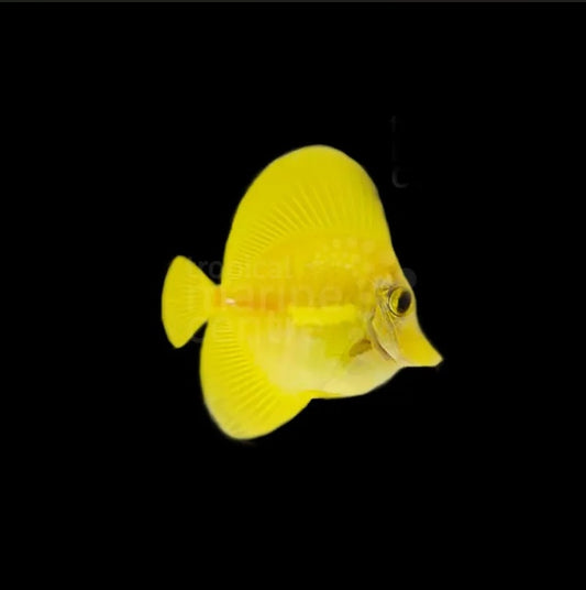 Yellow Tang Juvenile