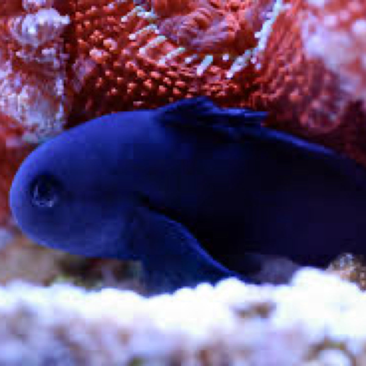 Midnight Coral Goby