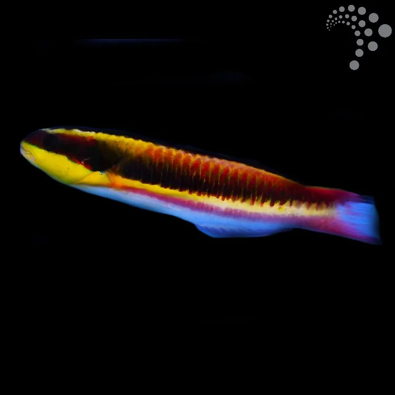 Mexican Wrasse