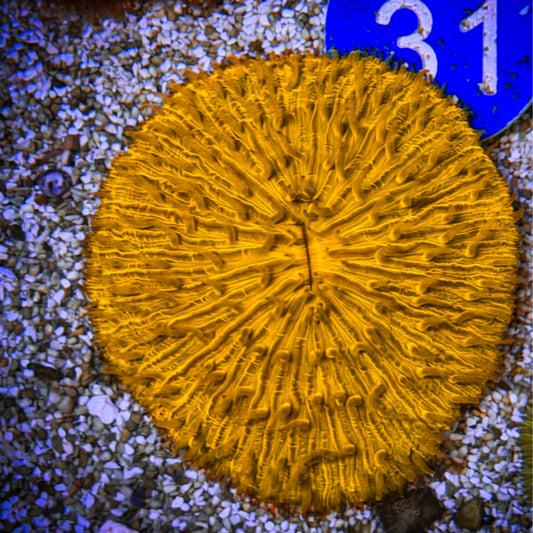 Orange Funghia (22)