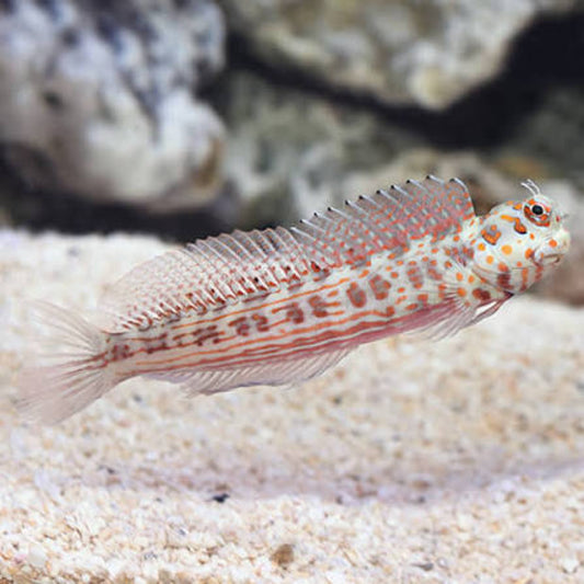 Red Spot Flymo Blenny