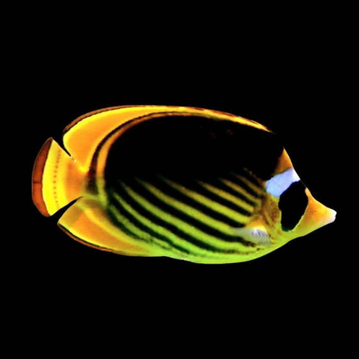 Fasciatus Butterfly