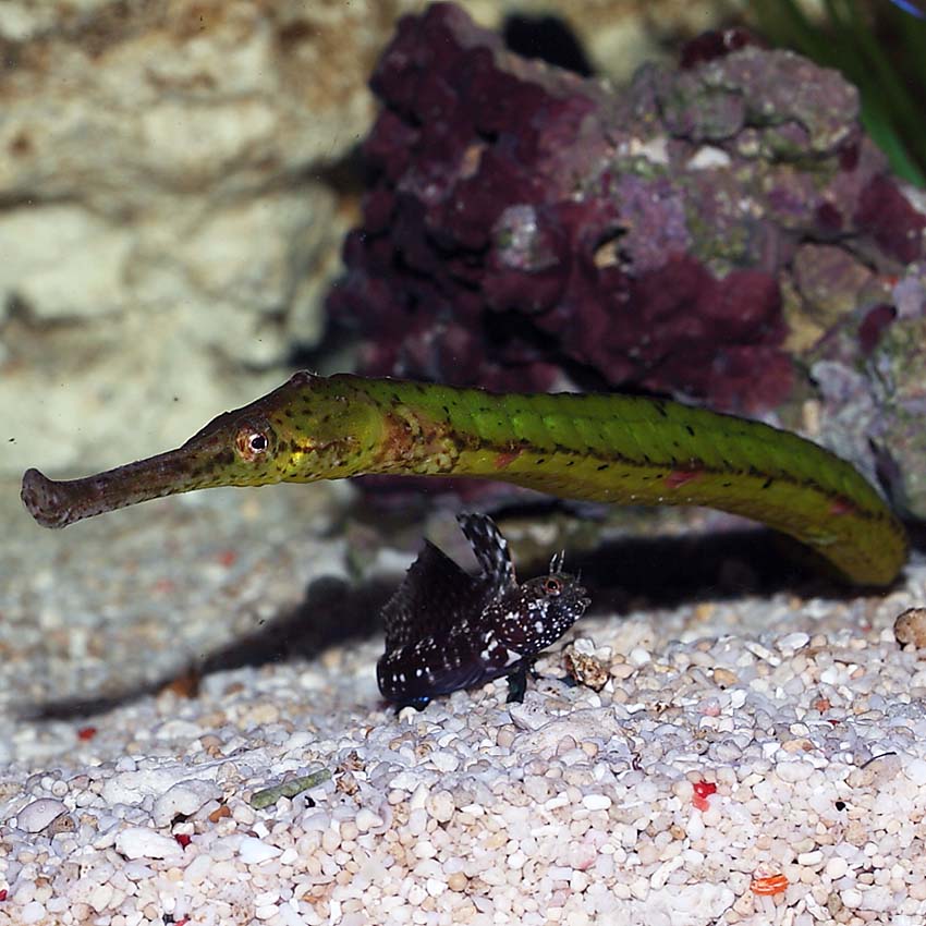 Alligator Pipefish