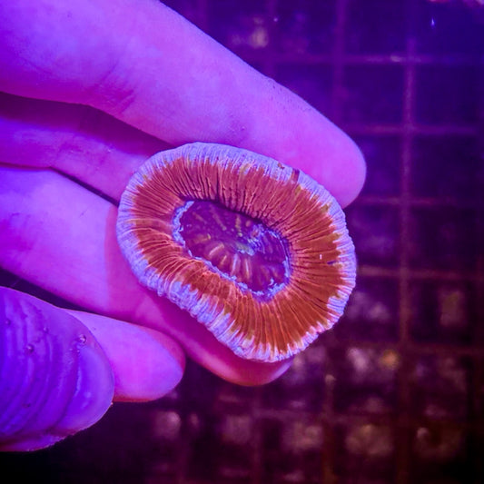 Gunshot Trachyphyllia