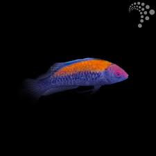 Gold Flash Wrasse
