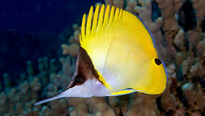 Longnose butterfly