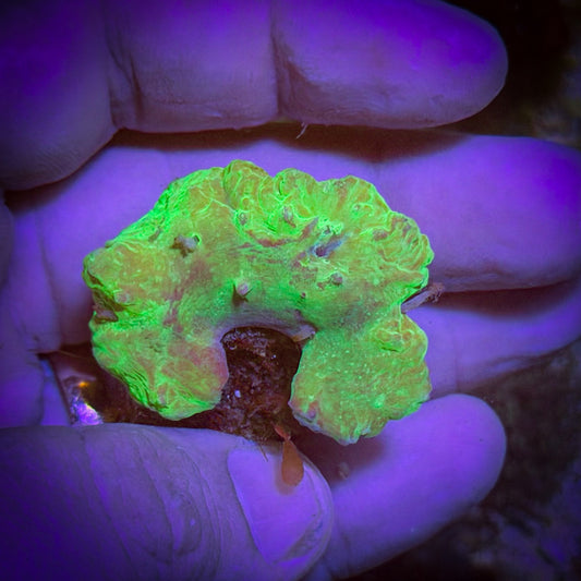 Neon Cabbage Coral (Sinularia) [69]