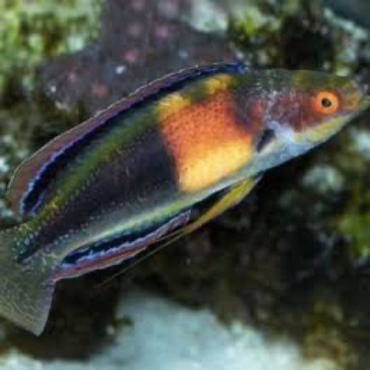 Girdled Fairy wrasse