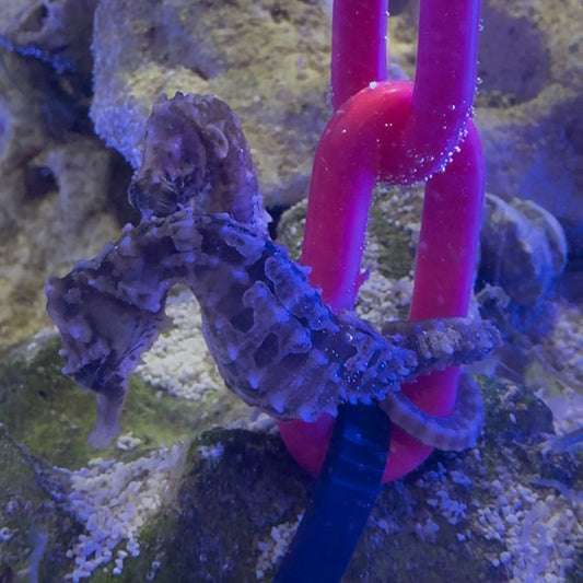 Erectus Seahorses