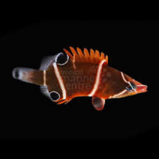 White Band Wetmorella