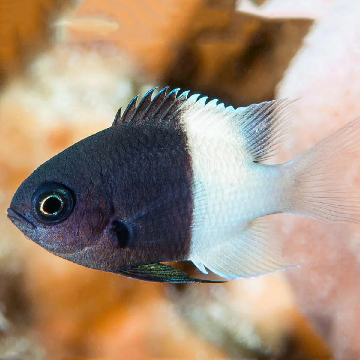 Bi-Colour Chromis