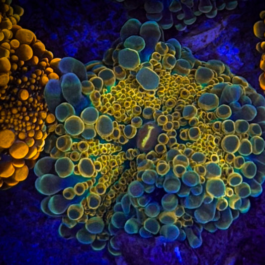 Pharoah Yuma Mushroom [123]