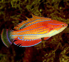 Carpenter's Fairy Wrasse