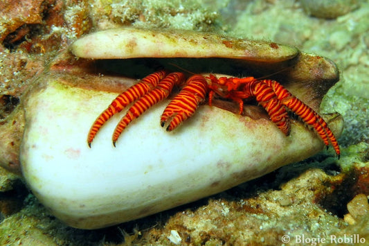 Halloween Hermit crab
