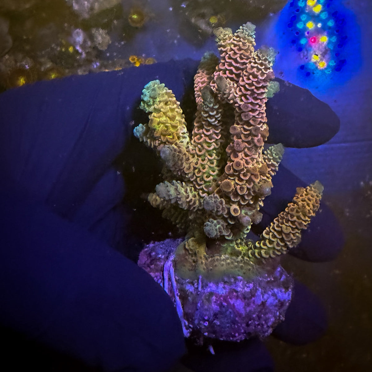 Rainbow Mini Acro Colony [106]