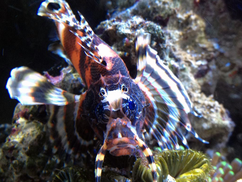 Fumanchu Lionfish