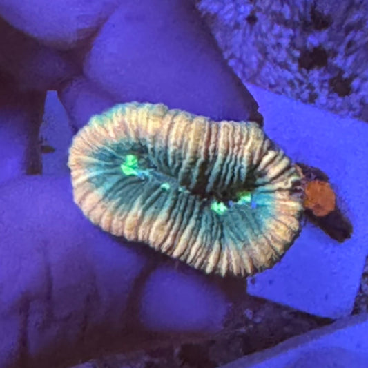 Dinky Trachyphyllia