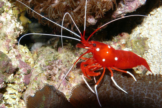 Blood/Fire Shrimp