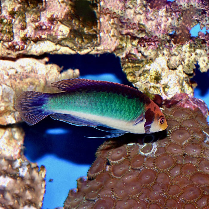 Koi Flasher Wrasse