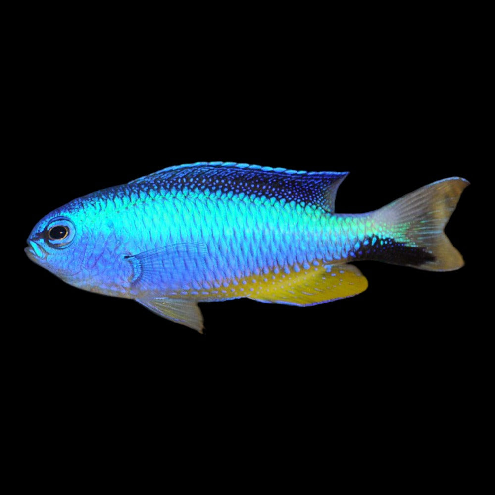Blue Star Damsel (Allen's)