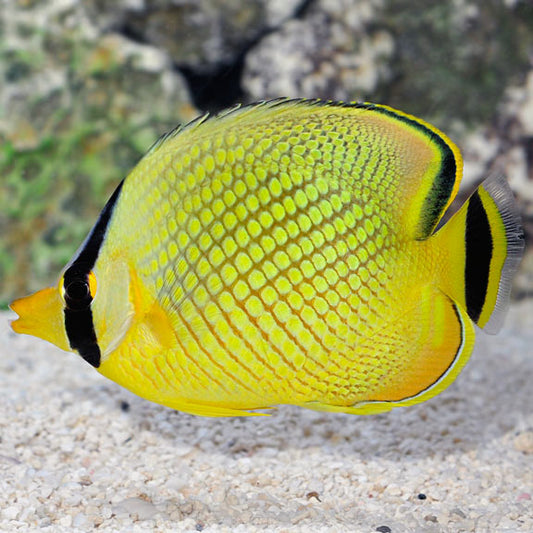 Raffles Butterflyfish