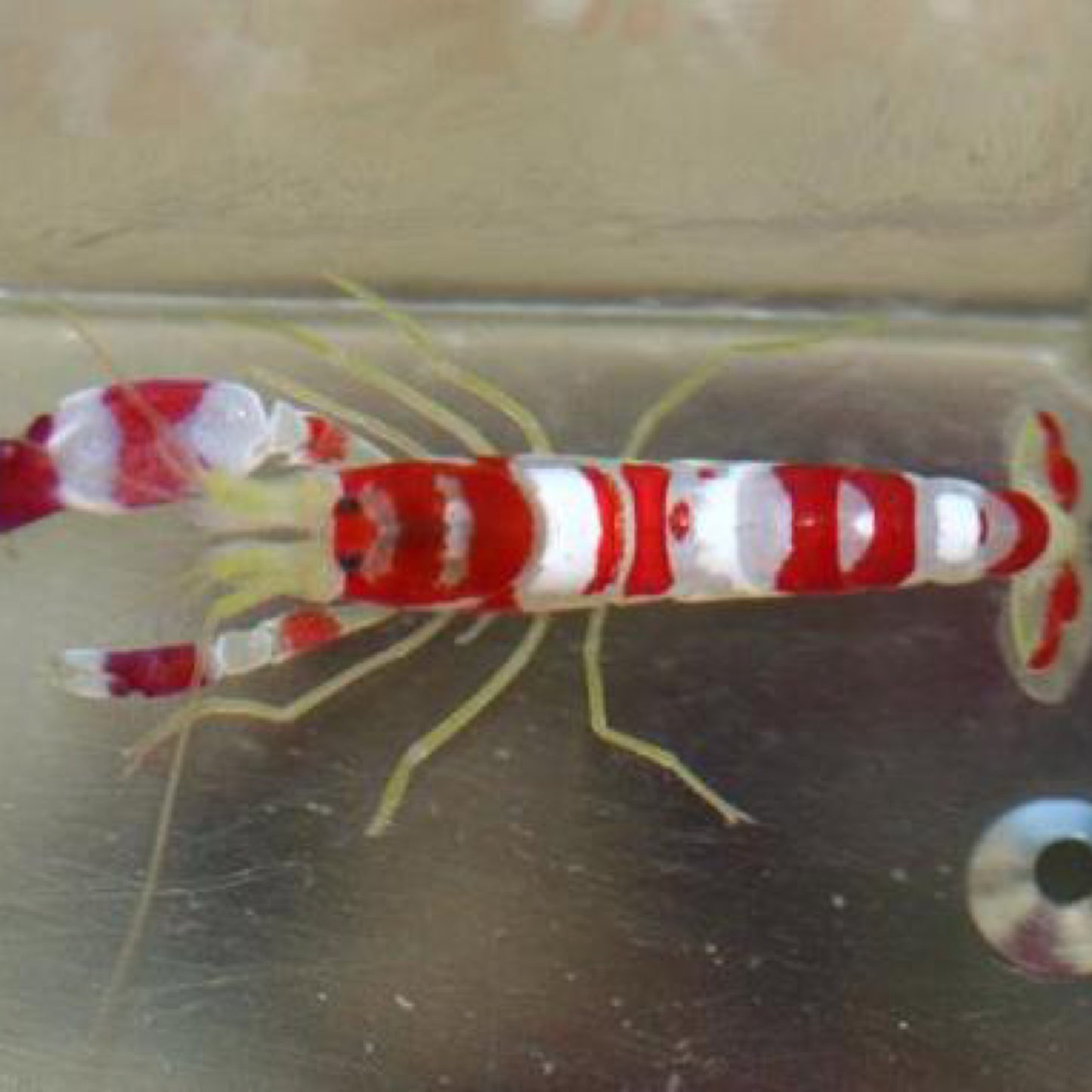 Randall’s Pistol Shrimp