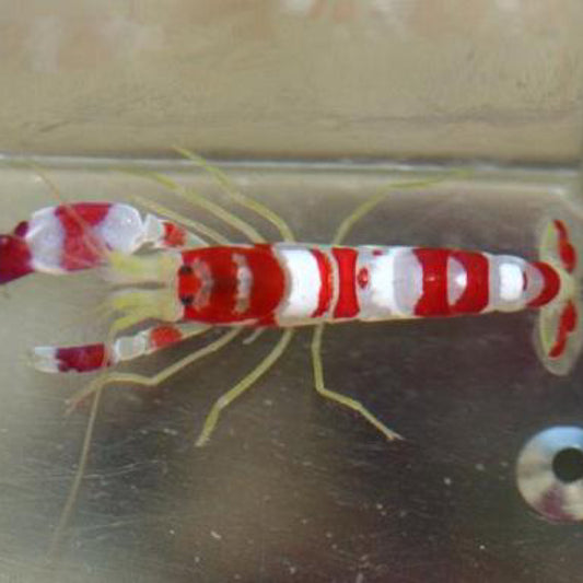 Randall’s Pistol Shrimp