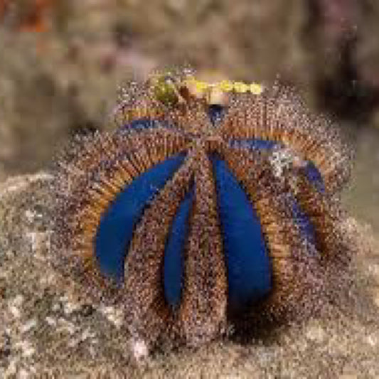 Tuxedo Urchin