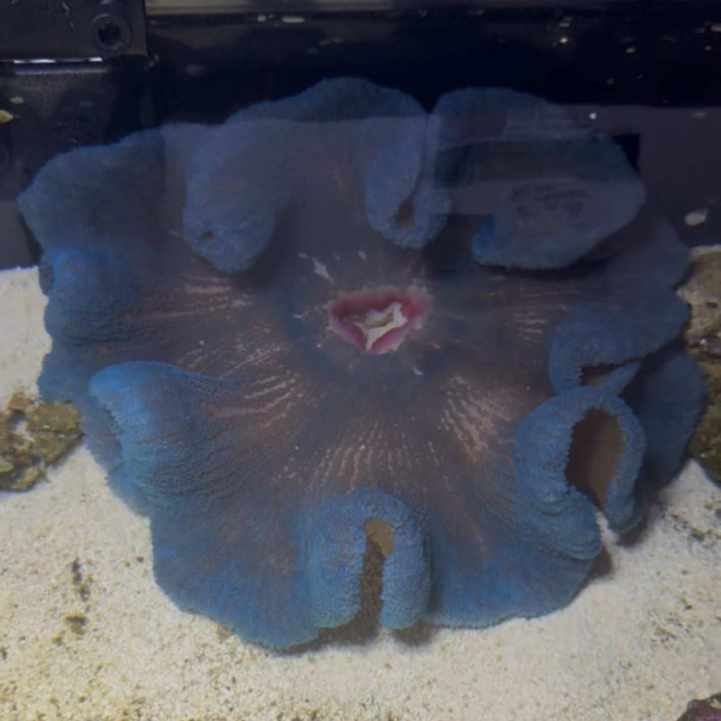 Blue Carpet Anemone
