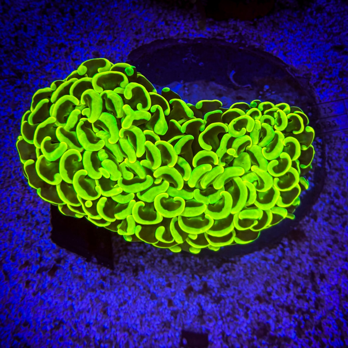 Ultra Neon Wall Hammer