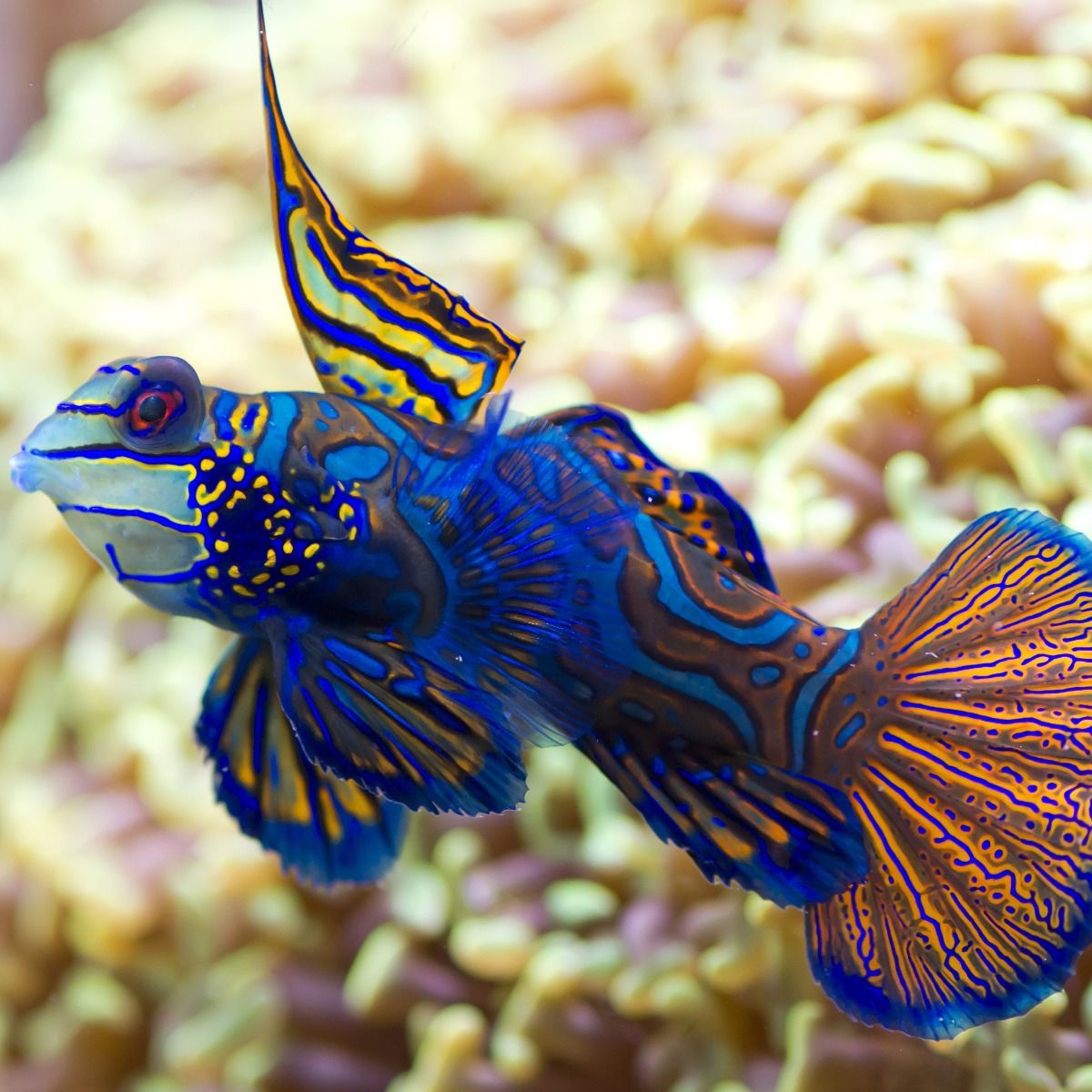 Blue Mandarin