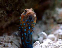 Blue Dot Jawfish