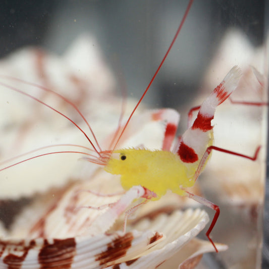 Zanzibar Boxer Shrimp