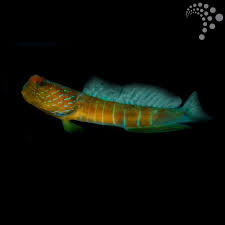 Dragon Goby
