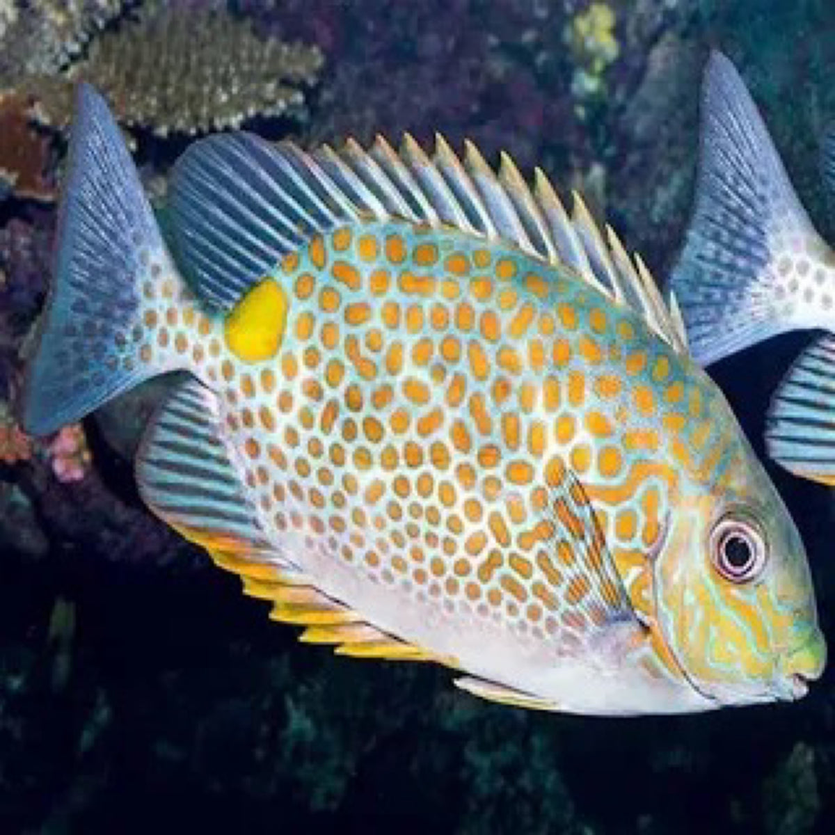 Orange Spot Rabbitfish