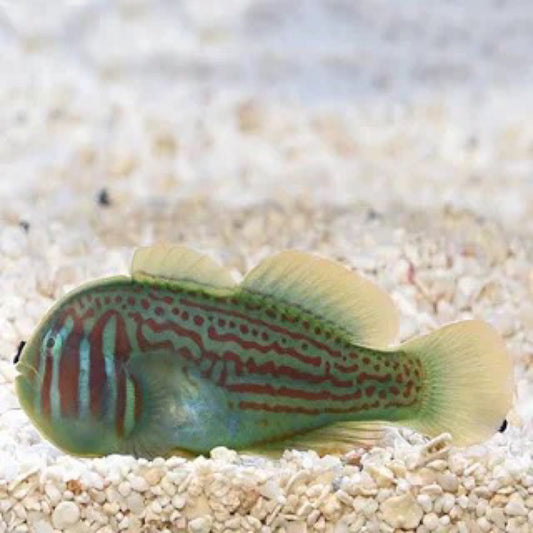 Green Goby
