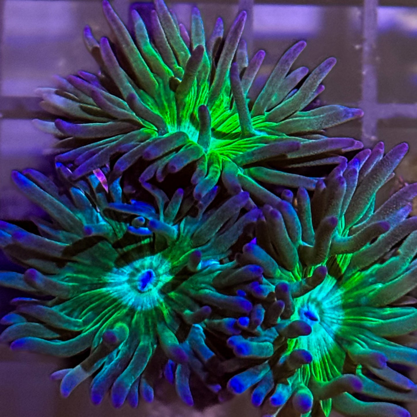 Duncan Coral