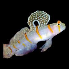 Randall's Shrimp Goby