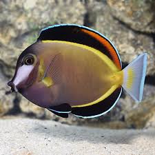 Goldrim Powder Brown tang