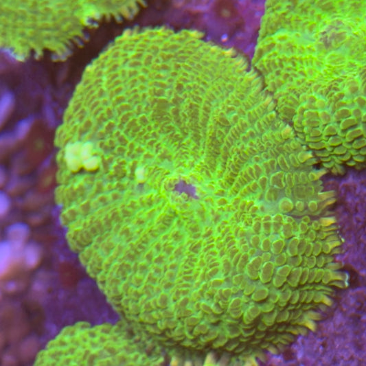 Neon Green Mushroom (Rhodactis) [60]