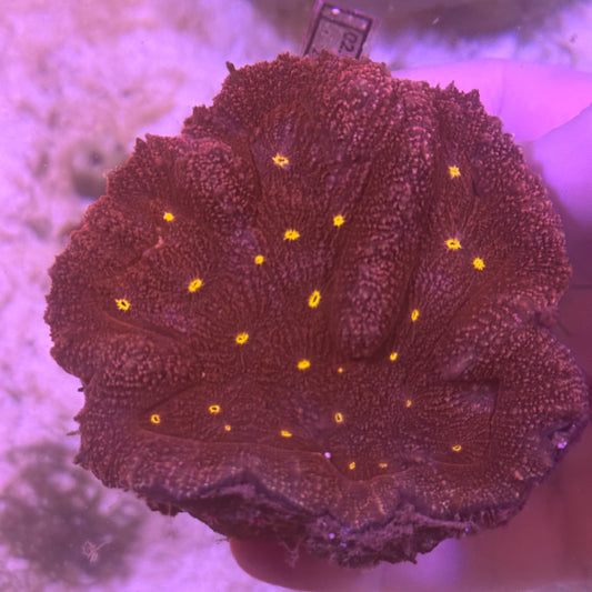 Golden Eye Aussie Symphyllia