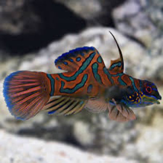 Mandarin
