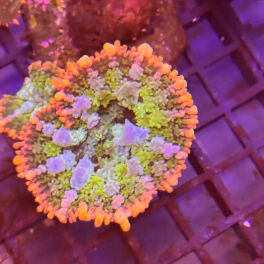 Frankenstein Bounce Mushroom [59]