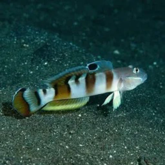 Tiger Goby