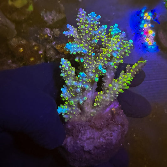 Miyagi Tort Acro Colony L [112]