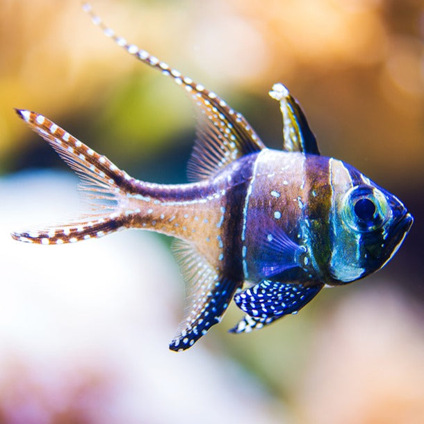 Bangaii Cardinalfish