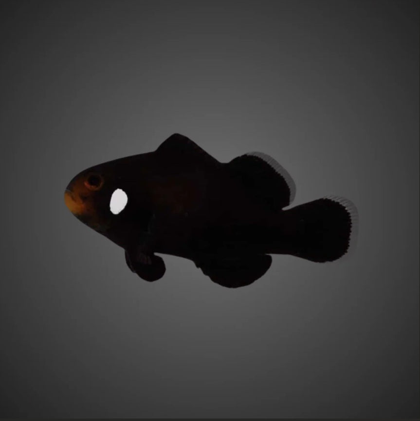 Domino Clownfish Pair