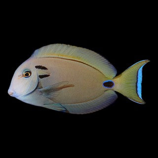 Vampire Tang