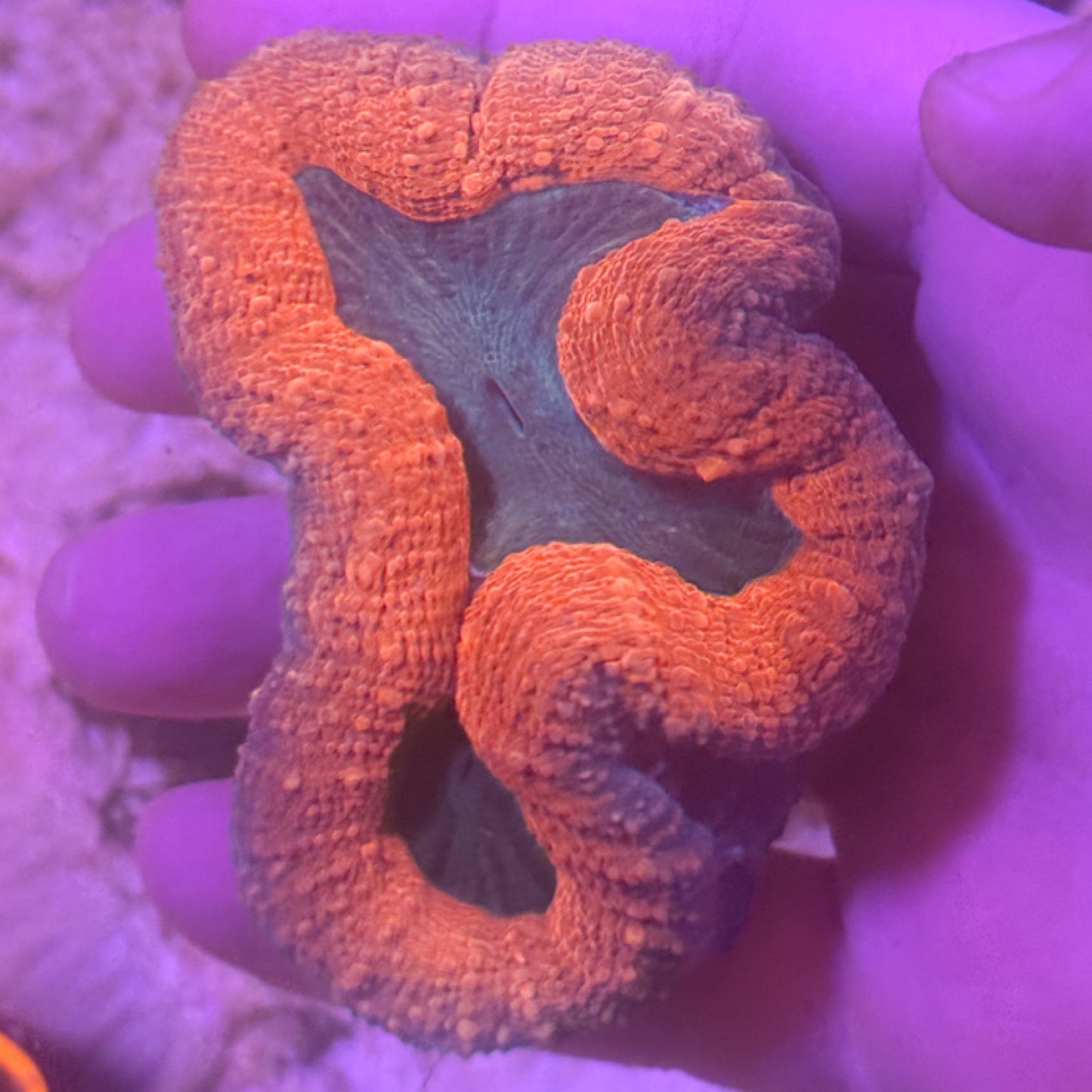 Orange Sunrise Aussie Lobo [WYSIWG]
